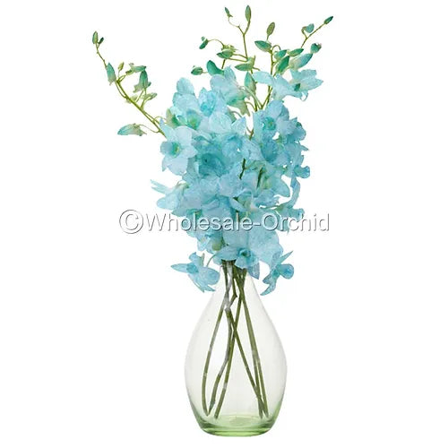 Prebook BULK - Light Blue White-DYED Dendrobium Orchid Fresh Cut Flowers (NO VASE)