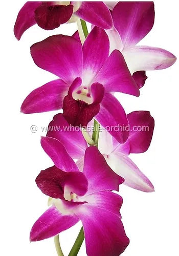 Prebook BULK - Purple Sonia Variegated Bombay Dendrobium Orchid Fresh Cut Flowers (NO VASE)