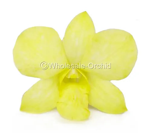 Prebook BULK - YELLOW White-DYED Dendrobium Orchid Fresh Cut Flowers (NO VASE)