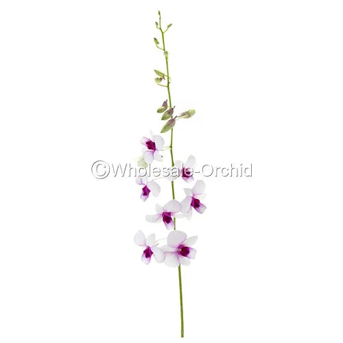 Prebook BULK - White Two Tone Dendrobium White Two Tone Orchid Fresh Cut Flowers (NO VASE)