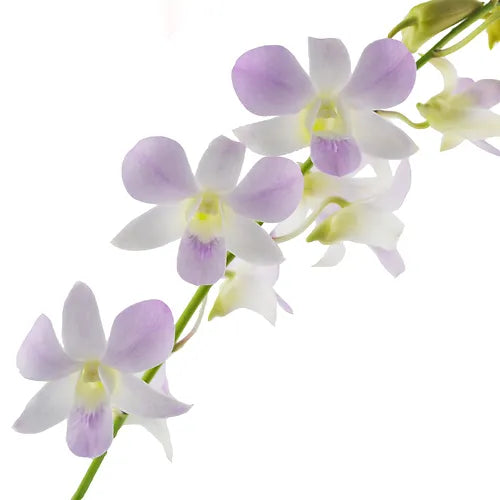 Prebook BULK - Blush Pink Misteen Miss Teen Dendrobium Orchid Fresh Cut Flowers (NO VASE)