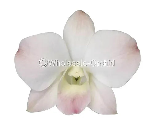 Prebook BULK Peach Neva Marco Polo Dendrobium Orchid Fresh Cut Flowers (NO VASE)