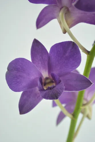 Prebook BULK - Viola Ice Blue Ocean Lavender Dendrobim Orchid Fresh Cut Flowers (NO VASE)