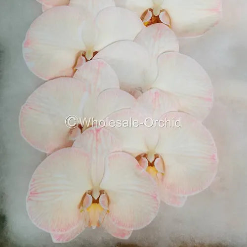 Prebook BULK - DYED SEPIA Phalaenopsis Orchid Fresh Cut Flowers