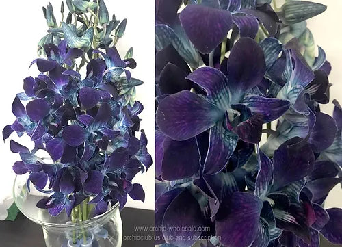 Prebook BULK - BLUE COBALT DYED-Sonia Dendrobium Orchid Fresh Cut Flowers (NO VASE)