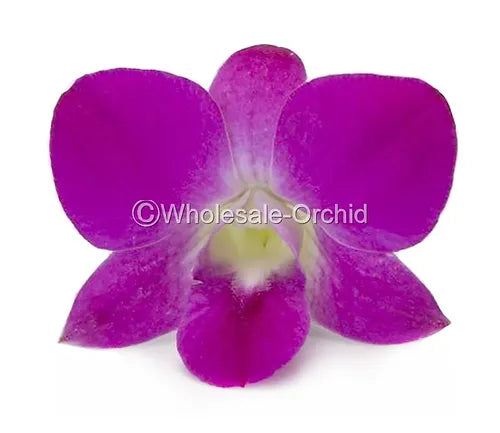 Prebook BULK - Hot Pink Queen Pink Madam Dendrobium Orchid Fresh Cut Flowers (NO VASE)