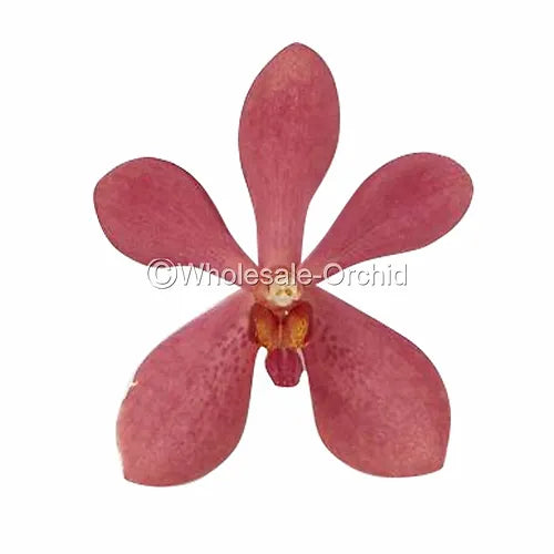 Prebook BULK - RED Mokara Orchid Fresh Cut Flowers (NO VASE)