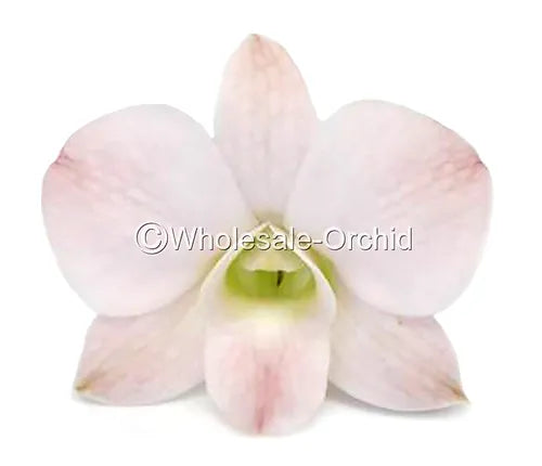 Prebook BULK Peach Neva Marco Polo Dendrobium Orchid Fresh Cut Flowers (NO VASE)