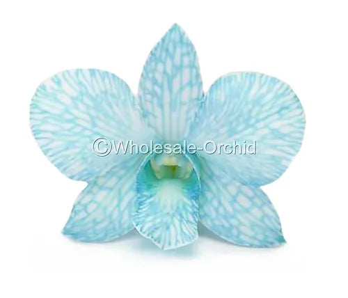 Prebook BULK - Light Blue White-DYED Dendrobium Orchid Fresh Cut Flowers (NO VASE)