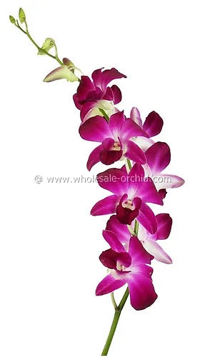 Prebook BULK - Purple Sonia Variegated Bombay Dendrobium Orchid Fresh Cut Flowers (NO VASE)