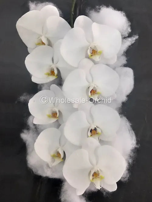 Prebook BULK - White Yellow Lips Phalaenopsis Orchid Fresh Cut Flowers