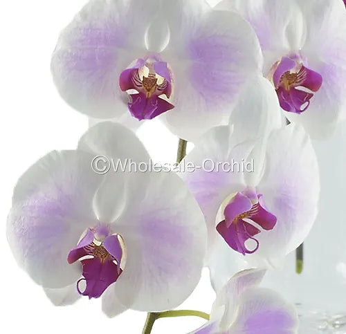 Prebook Bulk - White Red Lips Phalaenopsis Orchid Fresh Cut Flowers