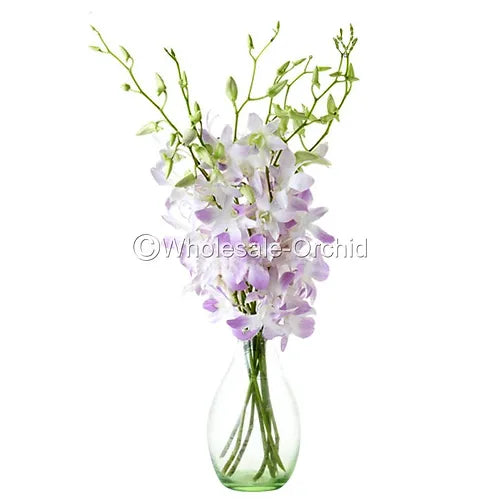 Prebook BULK - Blush Pink Misteen Miss Teen Dendrobium Orchid Fresh Cut Flowers (NO VASE)