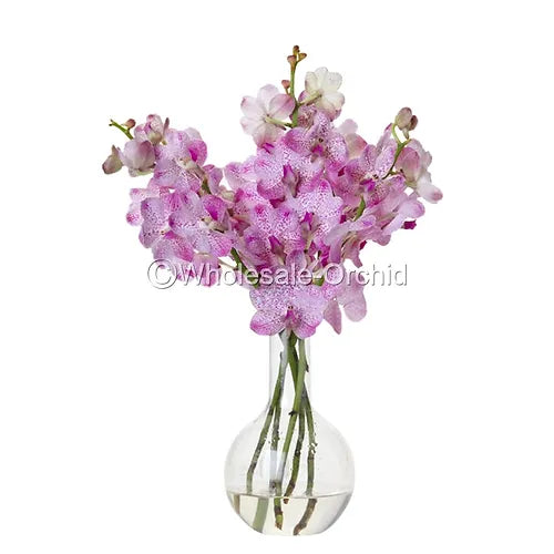 Prebook BULK - Light Pink Mokara Orchid Fresh Cut Flowers (NO VASE)