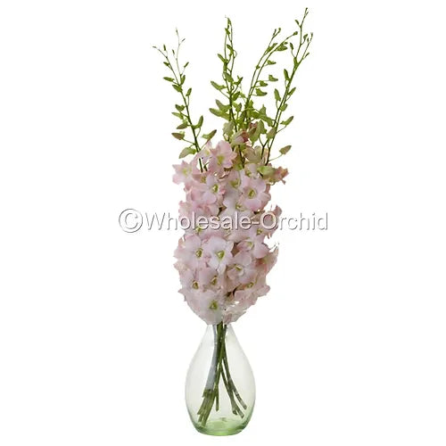 Prebook BULK Peach Neva Marco Polo Dendrobium Orchid Fresh Cut Flowers (NO VASE)