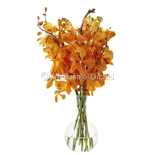 Prebook BULK - Orange Jubkuan Mokara Orchid Fresh Cut Flowers (NO VASE)