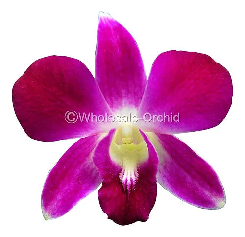 Prebook BULK - Purple Sonia Variegated Bombay Dendrobium Orchid Fresh Cut Flowers (NO VASE)