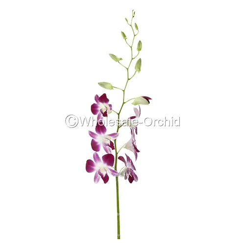 Prebook BULK - Purple Sonia Variegated Bombay Dendrobium Orchid Fresh Cut Flowers (NO VASE)