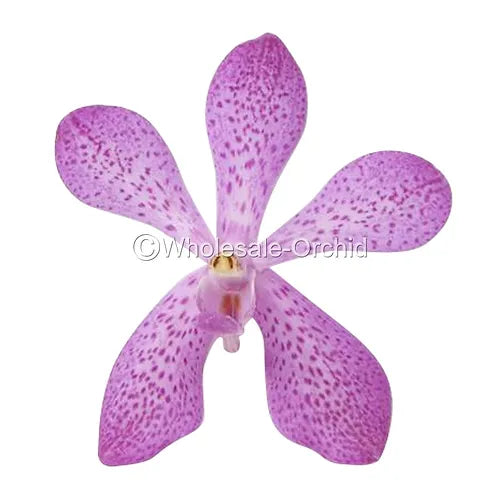 Prebook BULK - Pink Mokara Orchid Fresh Cut Flowers (NO VASE)