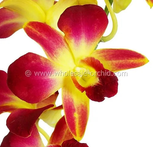 Prebook BULK - YELLOW DYED-Sonia Bombay Dendrobium Orchid Fresh Cut Flowers (NO VASE)