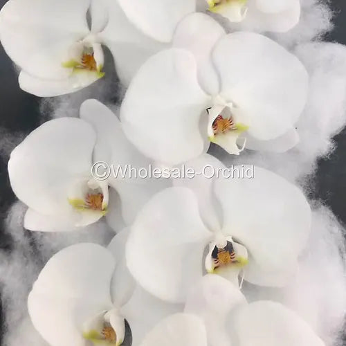 Prebook BULK - White Yellow Lips Phalaenopsis Orchid Fresh Cut Flowers