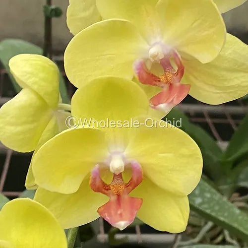 Prebook BULK - Yellow Phalaenopsis Orchid Fresh Cut Flowers
