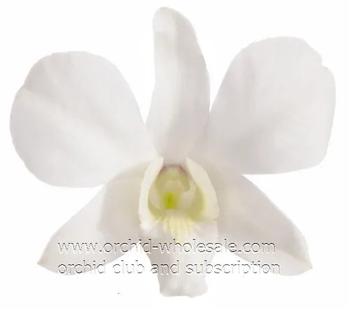 Prebook BULK - WHITE Dendrobium Orchid Fresh Cut Flowers (NO VASE)