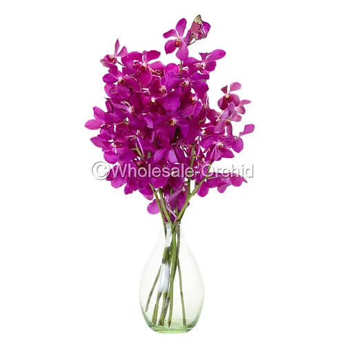 Prebook BULK - Hot Pink Mokara Orchid Fresh Cut Flowers (NO VASE)