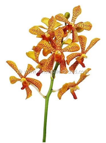 Prebook BULK - Yellow Punnee Tiger Orchid Fresh Cut Flowers (NO VASE)