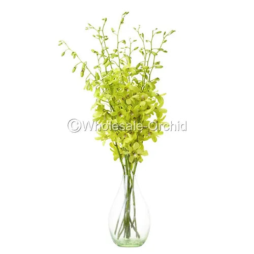 Prebook BULK - APPLE GREEN Dendrobium Green Orchid Fresh Cut Flowers (NO VASE)