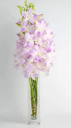 Prebook BULK - Blush Pink Misteen Miss Teen Dendrobium Orchid Fresh Cut Flowers (NO VASE)