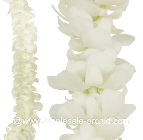 PREBOOK BILK - White Single Orchid Strand Flower String Dendrobium Fresh Cut Flowers