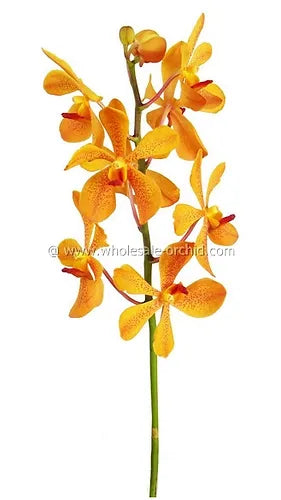 Prebook BULK - Orange Mokara Orchid Fresh Cut Flowers (NO VASE)