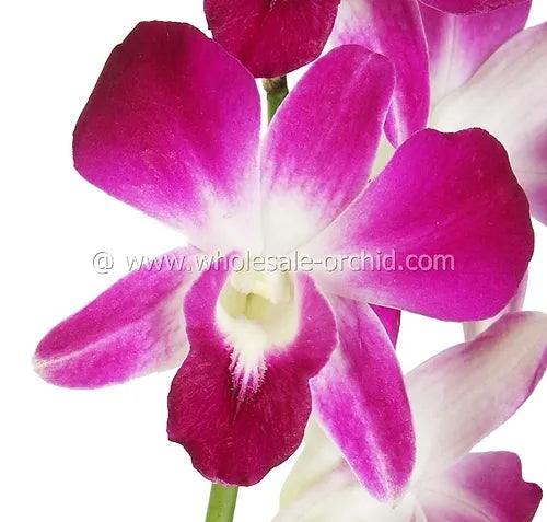 Prebook BULK - Purple Sonia Variegated Bombay Dendrobium Orchid Fresh Cut Flowers (NO VASE)