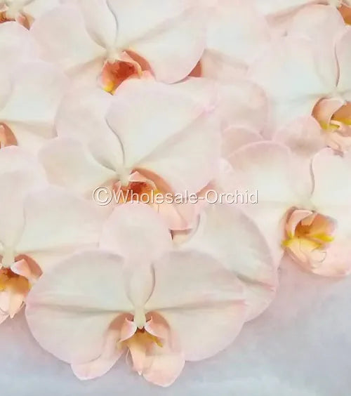 Prebook BULK - DYED SEPIA Phalaenopsis Orchid Fresh Cut Flowers