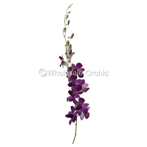 Prebook BULK - Viola Ice Blue Ocean Lavender Dendrobim Orchid Fresh Cut Flowers (NO VASE)
