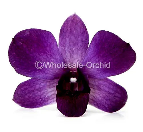 Prebook BULK - Viola Ice Blue Ocean Lavender Dendrobim Orchid Fresh Cut Flowers (NO VASE)