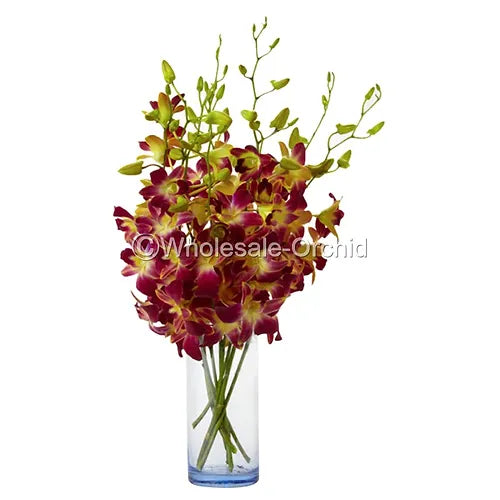 Prebook BULK - YELLOW DYED-Sonia Bombay Dendrobium Orchid Fresh Cut Flowers (NO VASE)