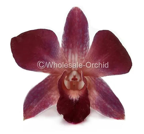 Prebook BULK - RED DYED-Sonia Bombay Dedndrobium Orchid Fresh Cut Flowers (NO VASE)