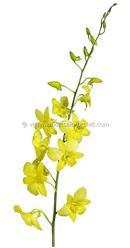 Prebook BULK - YELLOW White-DYED Dendrobium Orchid Fresh Cut Flowers (NO VASE)