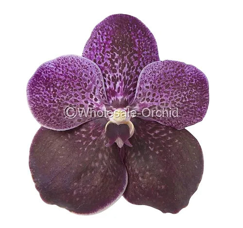 Prebook BULK - Black & Plum Eggplant Vanda Orchid Fresh Cut Flowers