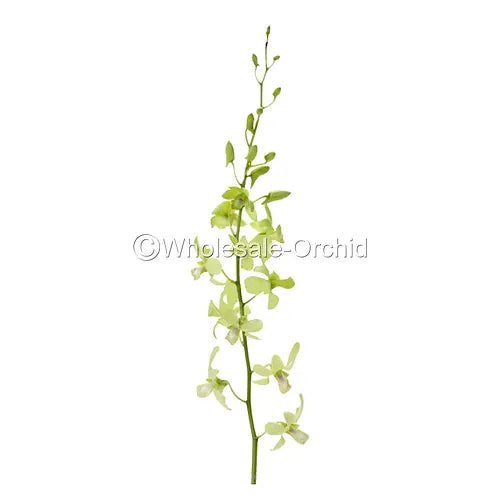 Prebook BULK - APPLE GREEN Dendrobium Green Orchid Fresh Cut Flowers (NO VASE)