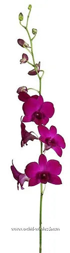Prebook BULK - Hot Pink Queen Pink Madam Dendrobium Orchid Fresh Cut Flowers (NO VASE)