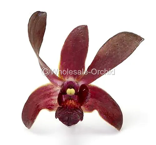 Prebook BULK - Dendrobium Black & Plum Eggplant Orchid Fresh Cut Flowers (NO VASE)
