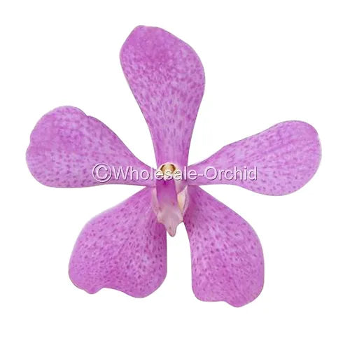 Prebook BULK - Pink Mokara Orchid Fresh Cut Flowers (NO VASE)