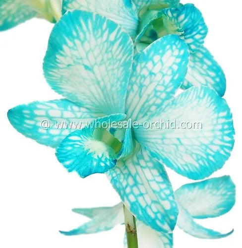 Prebook BULK - Light Blue White-DYED Dendrobium Orchid Fresh Cut Flowers (NO VASE)