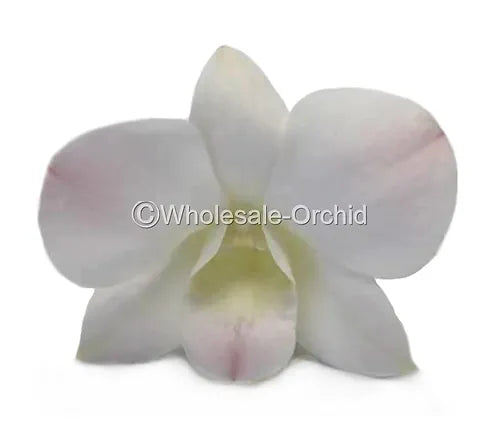 Prebook BULK Peach Neva Marco Polo Dendrobium Orchid Fresh Cut Flowers (NO VASE)