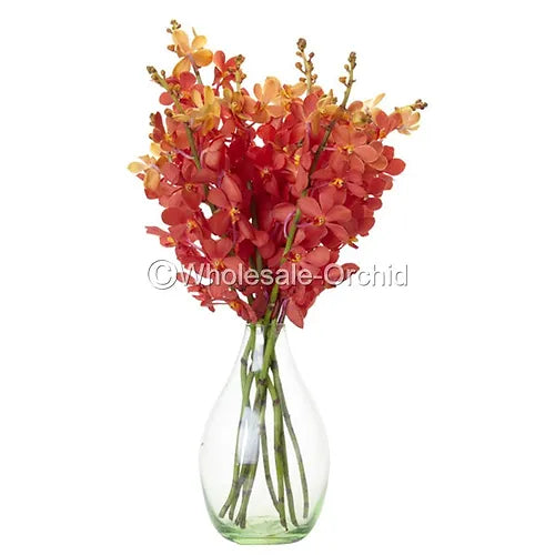 Prebook BULK - Orange Sun Kiss Mida Mokara Orchid Fresh Cut Flowers
