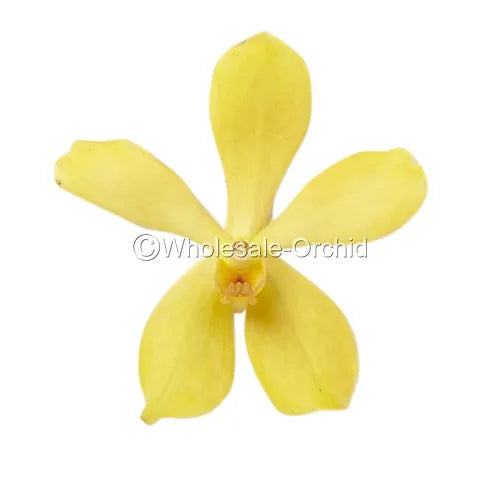Prebook BULK - Yellow Mokara Orchid Fresh Cut Flowers (NO VASE)