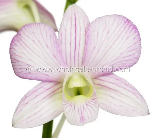 Prebook BULK - Candy Sweet Stripe Lai Dendrobium Orchid Fresh Cut Flowers (NO VASE)